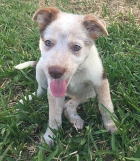 Australian Shepherd Puppy for sale in GALVESTON, TX, USA