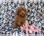 Small #5 Cavapoo (Miniature)