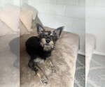 Small #3 Mutt