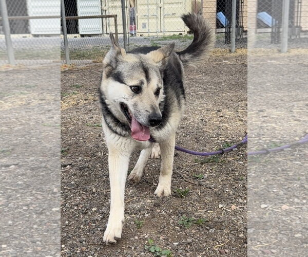 Medium Photo #3 German Shepherd Dog-Unknown Mix Puppy For Sale in Las Vegas, NM, USA