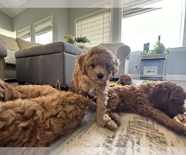 Medium Photo #16 Cock-A-Poo Puppy For Sale in WICHITA, KS, USA