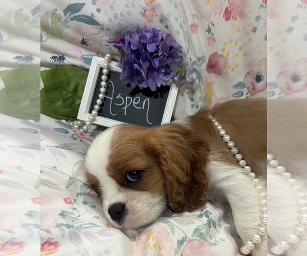 Medium Photo #3 Cavalier King Charles Spaniel Puppy For Sale in ABILENE, TX, USA