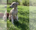 Small Photo #9 Italian Greyhound Puppy For Sale in SAINT GEORGE, UT, USA