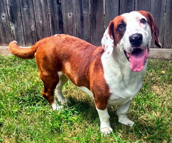 Medium Photo #6 Bagle Hound Puppy For Sale in Deepwater, NJ, USA