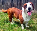 Small #5 Bagle Hound