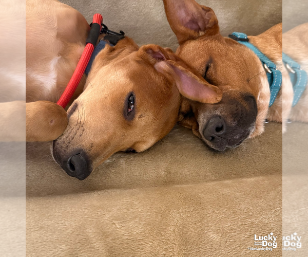 Medium Photo #12 Retriever -Unknown Mix Puppy For Sale in Washington, DC, USA