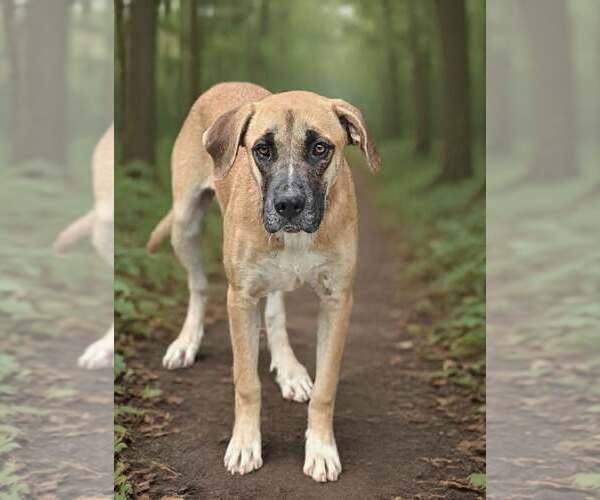 Medium Photo #5 Black Mouth Cur-Great Dane Mix Puppy For Sale in Talladega, AL, USA