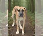 Small #4 Black Mouth Cur-Great Dane Mix