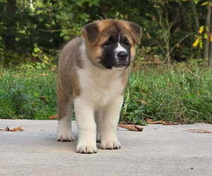 Akita Puppy for Sale in STRAFFORD, Missouri USA