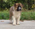 Small Akita