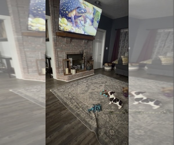 Medium Photo #4 French Bulldog Puppy For Sale in FOUNTAIN CITY, IN, USA