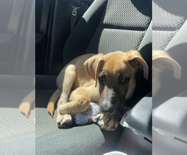 Medium Photo #4 Mutt Puppy For Sale in Brewster, NY, USA