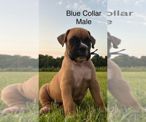 Boxer Puppy for sale in GREENVILLE, NC, USA