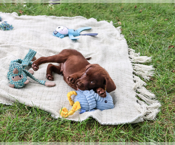 Medium Photo #4 Labrador Retriever Puppy For Sale in SYRACUSE, IN, USA