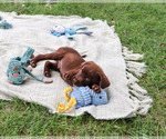 Heath - Male Labrador Retriever Puppy for Sale - Photo #4