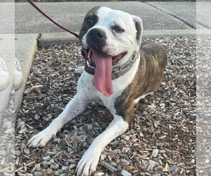 Dalilah - Female Boxer-Unknown Mix Dog for Adoption - Photo #8
