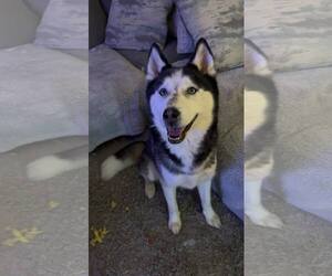 - Mix Dogs for adoption in Columbus, IN, USA
