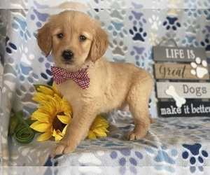 Golden Retriever Puppy for sale in LANCASTER, PA, USA