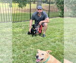 Small #1 Labrador Retriever Mix