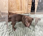 Small #2 Mutt