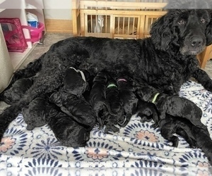 Mother of the Labradoodle puppies born on 03/04/2022