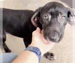 Small #2 Labrador Retriever Mix