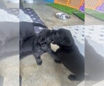 Small #3 Labrador Retriever