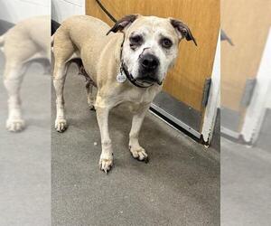 Mastiff-Unknown Mix Dogs for adoption in Forestville, MD, USA