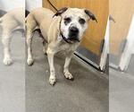 Small Mastiff Mix