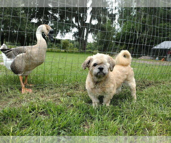 Medium Photo #6 Shih Tzu Puppy For Sale in oakland, FL, USA