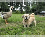 Small #5 Shih Tzu