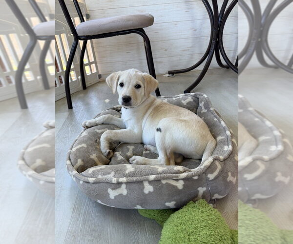 Medium Photo #2 Labsky Puppy For Sale in Springdale, PA, USA