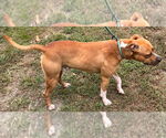 Small #2 American Pit Bull Terrier