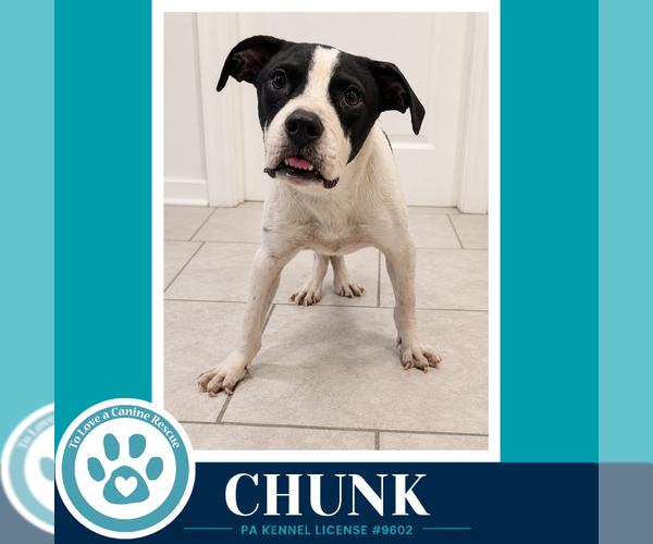 Medium Photo #5 American Bulldog-Unknown Mix Puppy For Sale in Kimberton, PA, USA