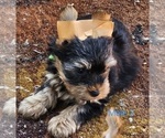 Small #3 Yorkshire Terrier