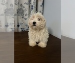 Small #64 Havanese
