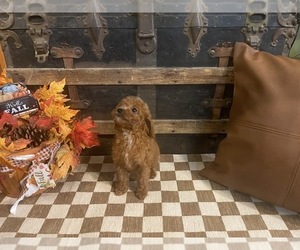 Cavapoo (Miniature) Puppy for sale in FULTON, KS, USA