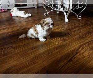 Shih Tzu Puppy for sale in BOWLING GREEN, KY, USA