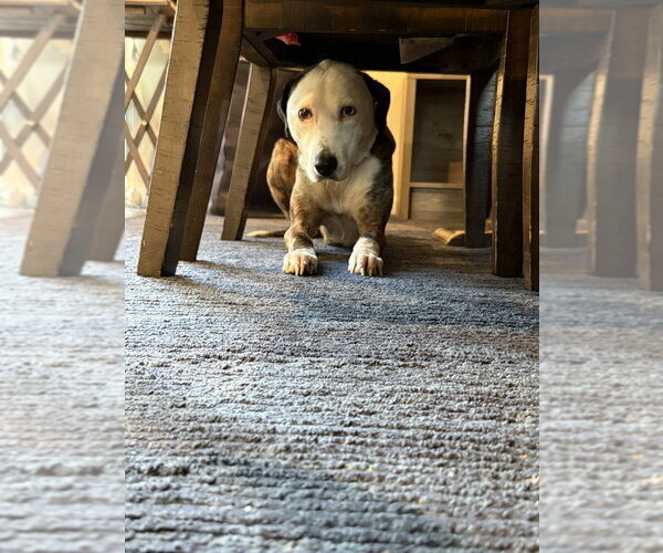 Medium Photo #2 Mutt Puppy For Sale in Brewster, NY, USA