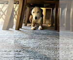 Small #1 Mutt