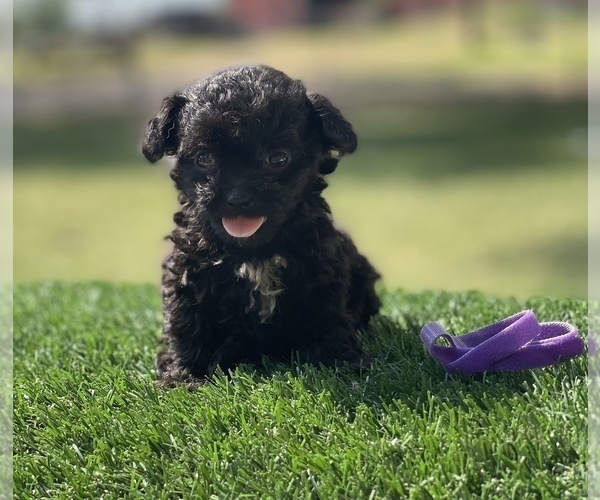Medium Photo #3 ShihPoo Puppy For Sale in EL CAMPO, TX, USA
