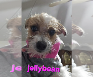 Chihuahua-Unknown Mix Dogs for adoption in Cranston, RI, USA