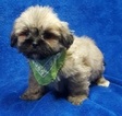 Small Photo #29 Lhasa Apso Puppy For Sale in BUFFALO, MO, USA