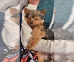 Small Photo #6 Yorkshire Terrier Puppy For Sale in WHITTIER, CA, USA