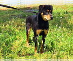 Small #3 Mutt
