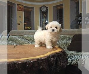 Maltipoo Puppy for sale in LOS ANGELES, CA, USA