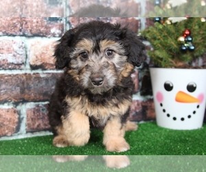 Aussie-Poo Puppy for sale in BEL AIR, MD, USA