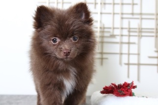 Pomeranian Puppy for sale in BEL AIR, MD, USA