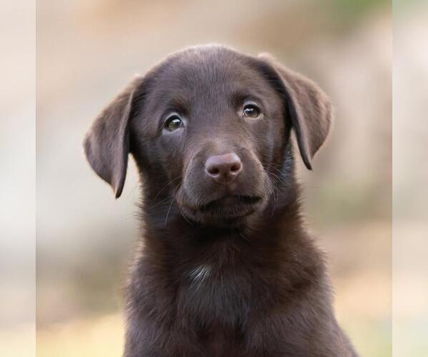 Medium Photo #1 Labrador Retriever-Unknown Mix Puppy For Sale in San Diego, CA, USA