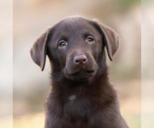 Labrador Retriever-Unknown Mix Dogs for adoption in San Diego, CA, USA